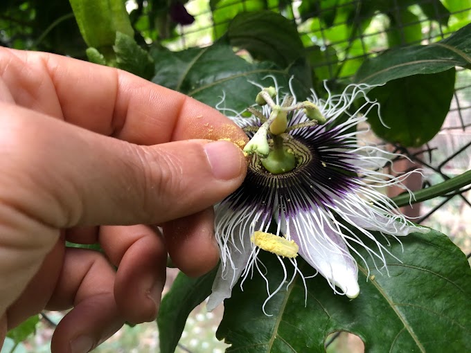 How To Hand Pollinate Passion Fruit Flowers Successfully