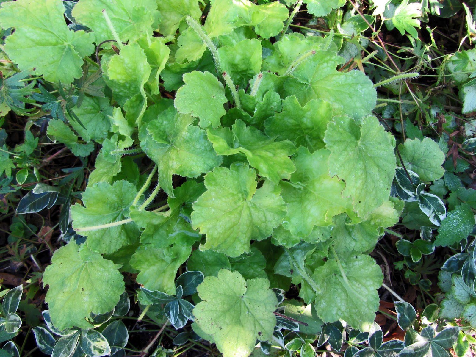 Gatsbys Gardens: Hows Your Heuchera?