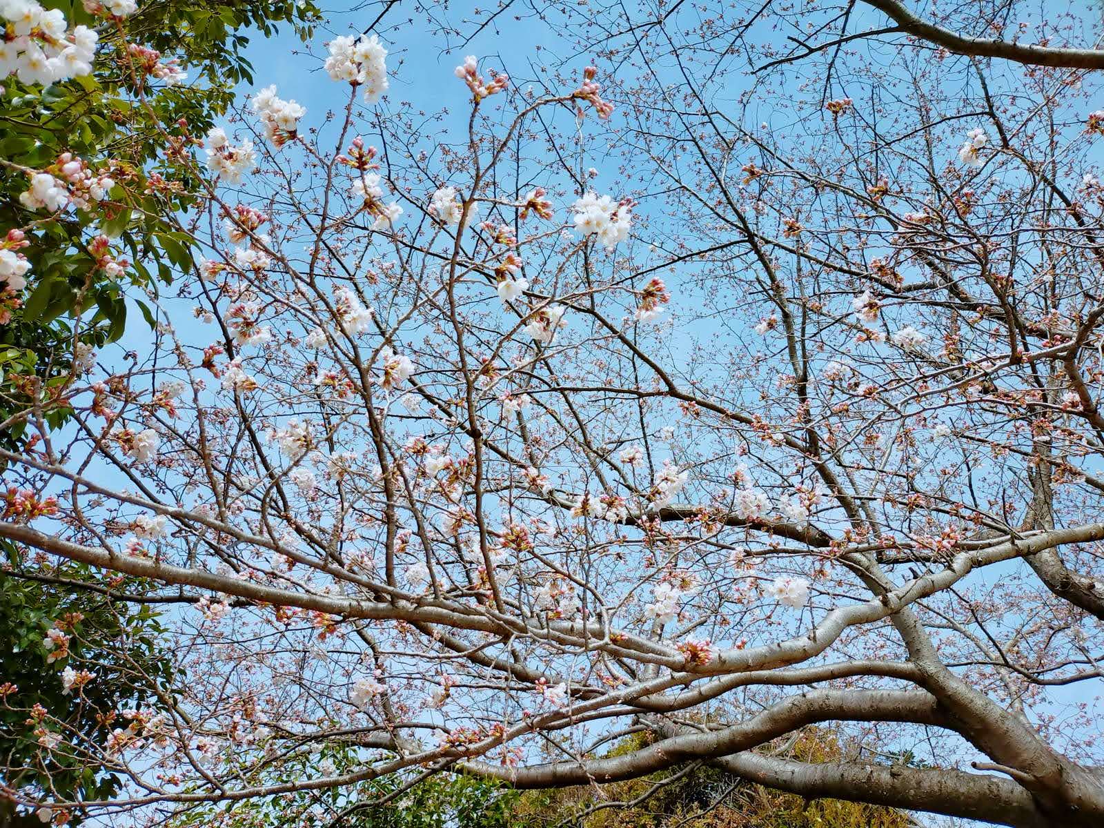 3月末だったので桜が綺麗でした。