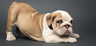 5 Tips When Looking At English Bulldog Puppies For Sale