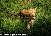 . some of the old photographs of Bannergatta National Park in Banglore ( (guided tour inside banergatta national park banglore karnataka india lions tigers white tigers monkeys deers green land of )