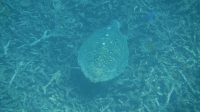 Thailandia 2015 Snorkeling tartaruga