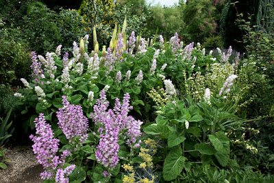 Salvia sclarea - Clary sage care and culture