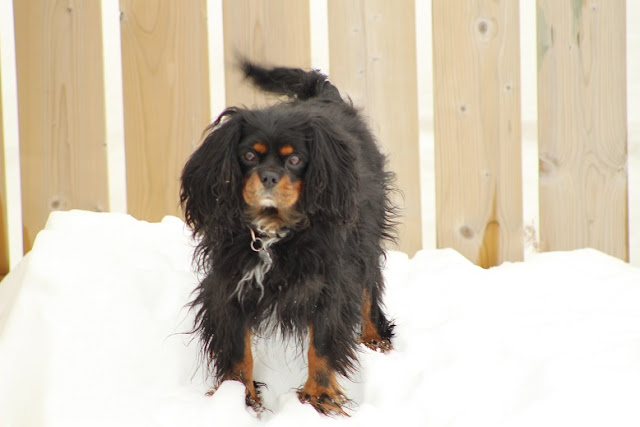 Cavalier King Charles Spaniel,  Jet, in the snow