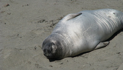 Sø-elefant koloni ved San Simeon, Californien, USA