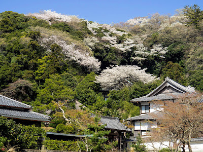 Yama-zakura (Prunus jamasakura) blossoms: Engaku-ji