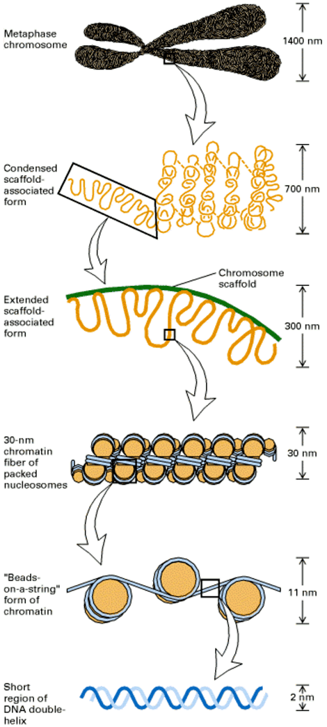 Zoomed DNA