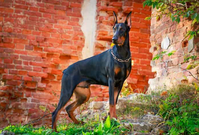 doberman baby price in Hyderabad,doberman price in Hyderabad