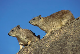 daman de las rocas de manchas amarillas Heterohyrax brucei