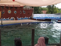 Batang Dolphins center,pertunjukan lumba lumba di kabupaten batang