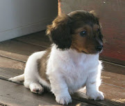 Dachshund Puppies Pictures