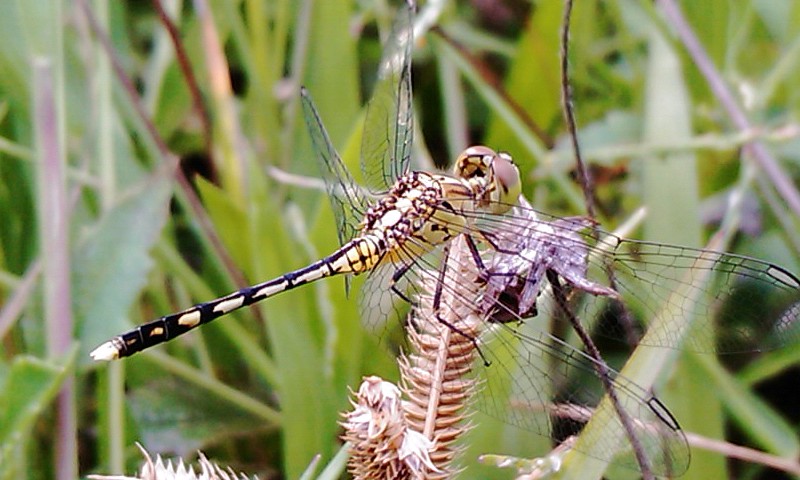 MY MALAYSIA PHOTOS: Small Type of Green Dragonfly