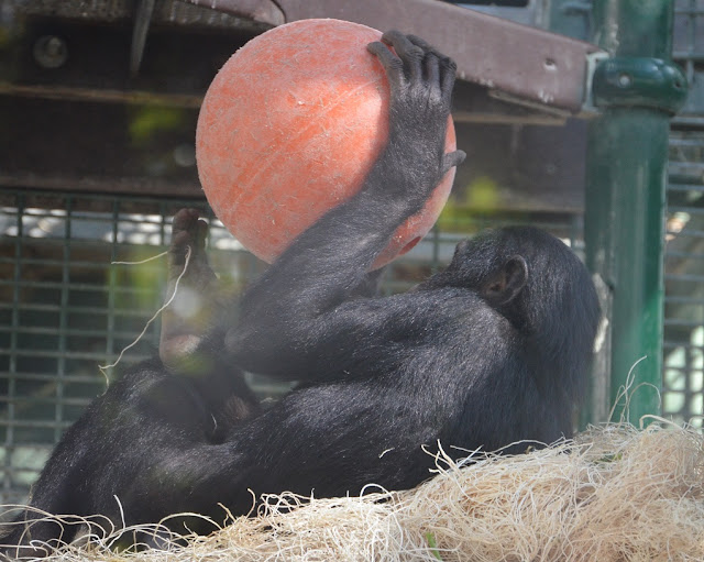 A young bonobo likes on its back with a red ball in its hands.