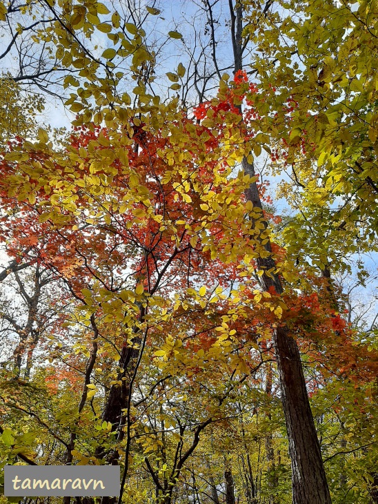 Клён ложнозибольдов (Acer pseudosieboldianum) с красными листьями и граб сердцелистный (Carpinus cordata) - с жёлтыми