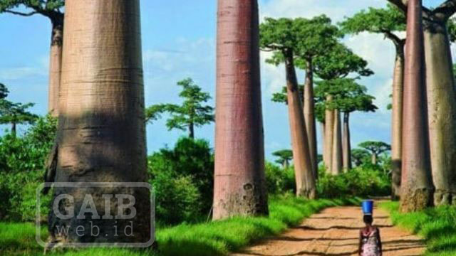 Gambar Pohon Baobab Afrika Asli