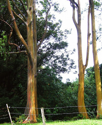 rainbow eucalyptus trees