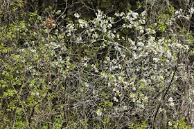 suspected serviceberries 