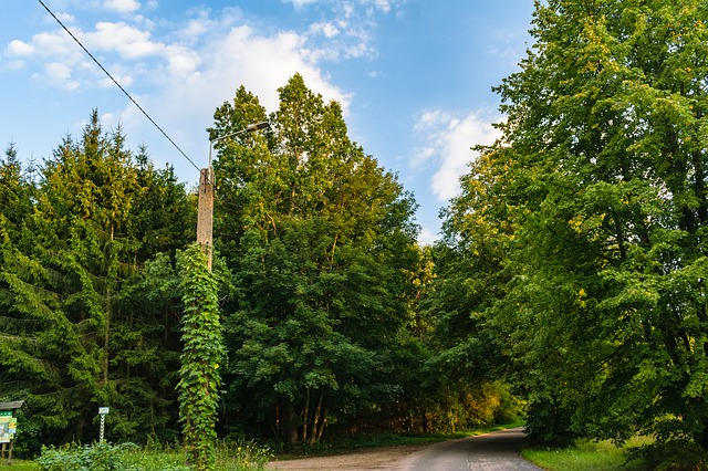 pole lantern ivy