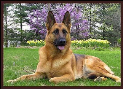 German shepherd dogs pictures