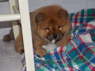 Really cute puppy picture of chow chow in bed