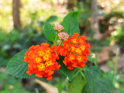 Lantana camara, Bukan Pohon Cemara Tapi Gulma Herba