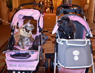 Coco, the Cornish Rex, and Rosy Rue, the poodle, at BlogPaws