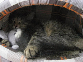 Funny cats - part 81 (40 pics + 10 gifs), cat pics, cat sleeping hugging doll