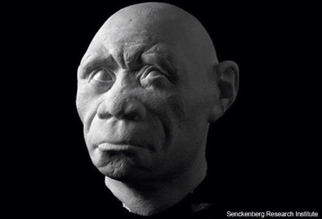 «Хоббит» — Homo floresiensis