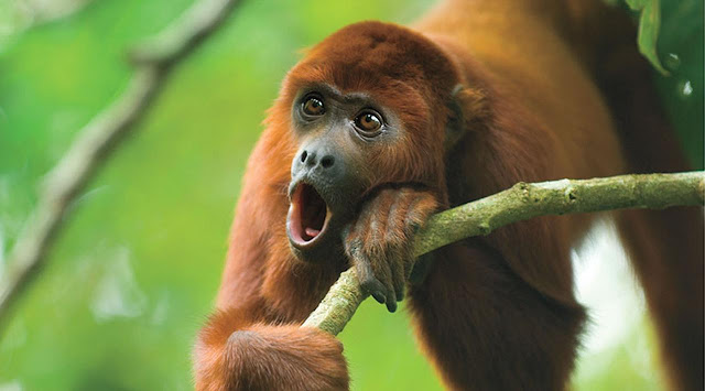 Ilmuwan: Makin Keras Suara Monyet, Makin Kecil Buah Zakarnya