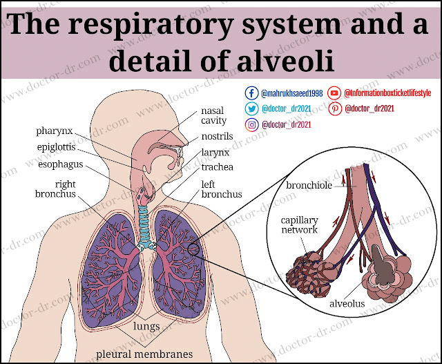 organs of the respiratory system.