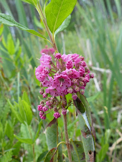 Kalmia à feuilles étroites - Kalmia angustifolia