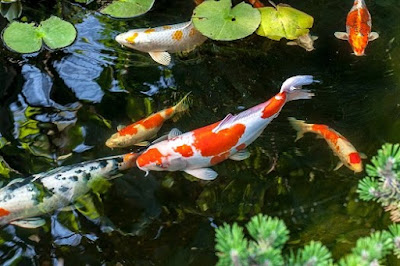 Identifying Fish Problems/Diseases In The Pond Before It’s Too Late