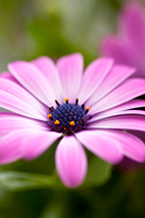 Rosa-margeritter2