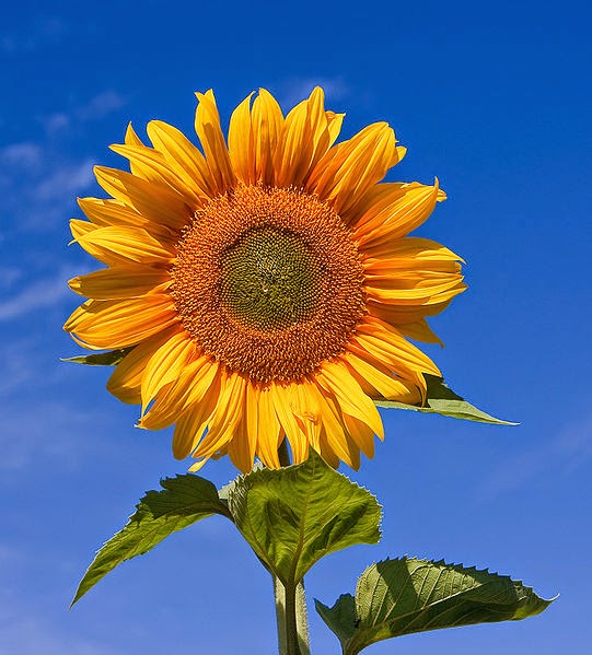 http://en.wikipedia.org/wiki/File:Sunflower_sky_backdrop.jpg