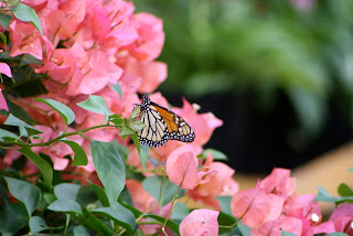 bougainvillea