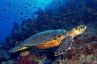 turtles animal under sea wallpaper