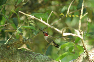 Hummingbird Currituck