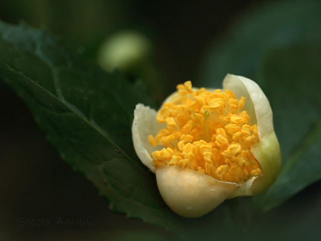 Camellia sinensis