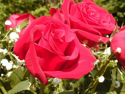 Rose Flowers