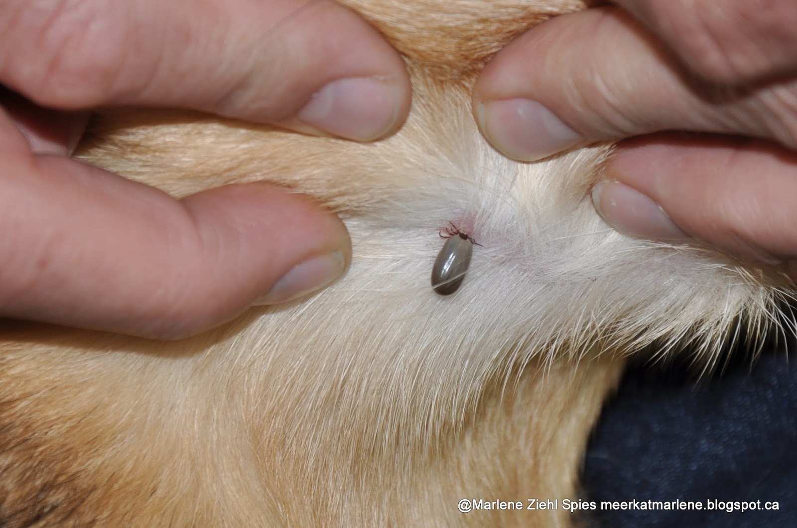 Meerkat's Hope Removing a tick off a dog this morning