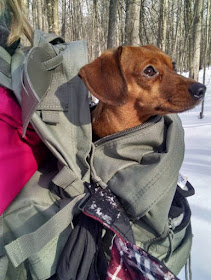 dachshund in a backpack