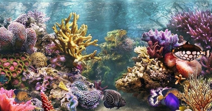 Mengenal Terumbu Karang Penghalang (Barrier Reefs)