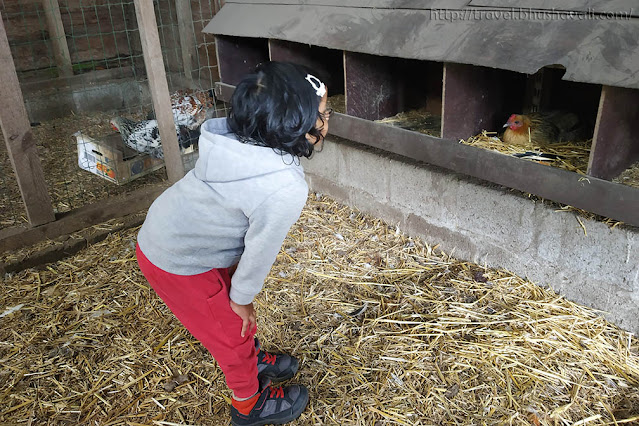 Things to do in Lier with kids Ostrich Farm Struisvogelnest