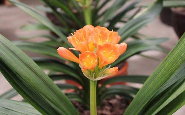 Bush Lily Flowers Pictures