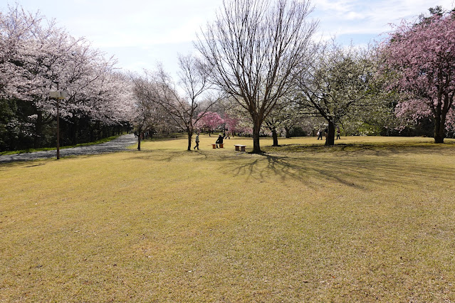 鳥取県西伯郡南部町鶴田 とっとり花回廊 桜の広場