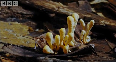 cordyceps unilateralis 20