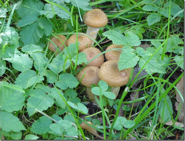 DSCN0140