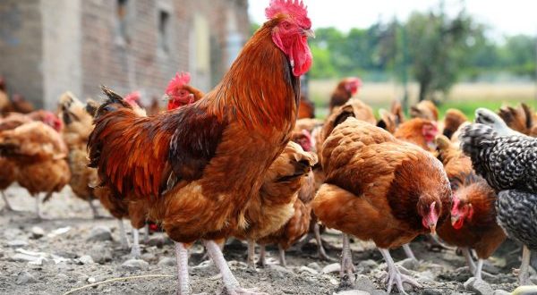 Cara Langkah Praktis membawa Panen Ayam  kampung Hidup  