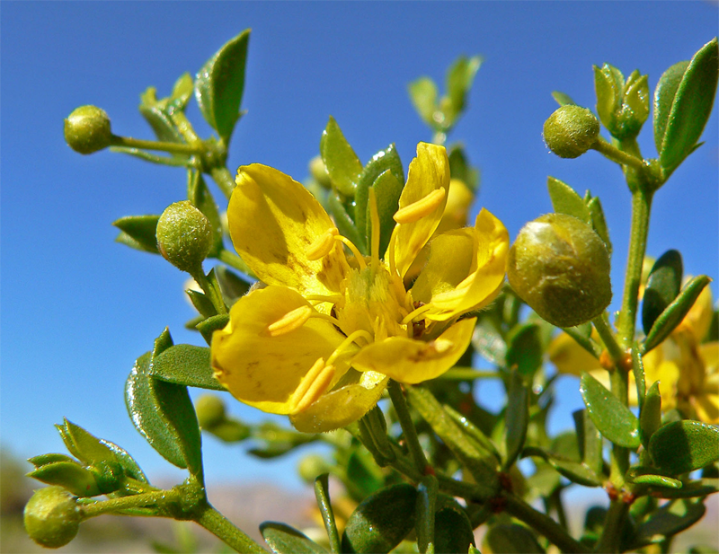 Larrea tridentata flowers