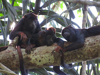 Alouatta discolor, Spix's Red-handed Howler